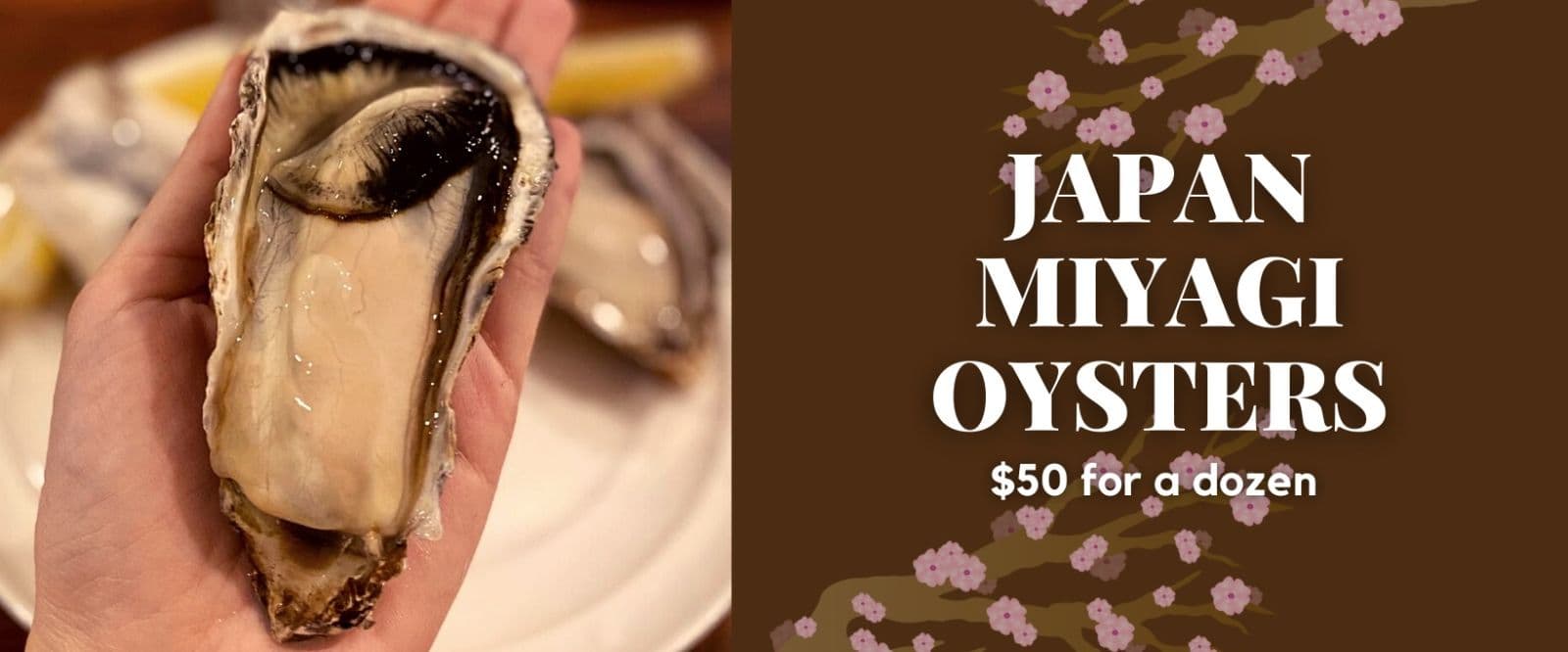 Mr. Oyster